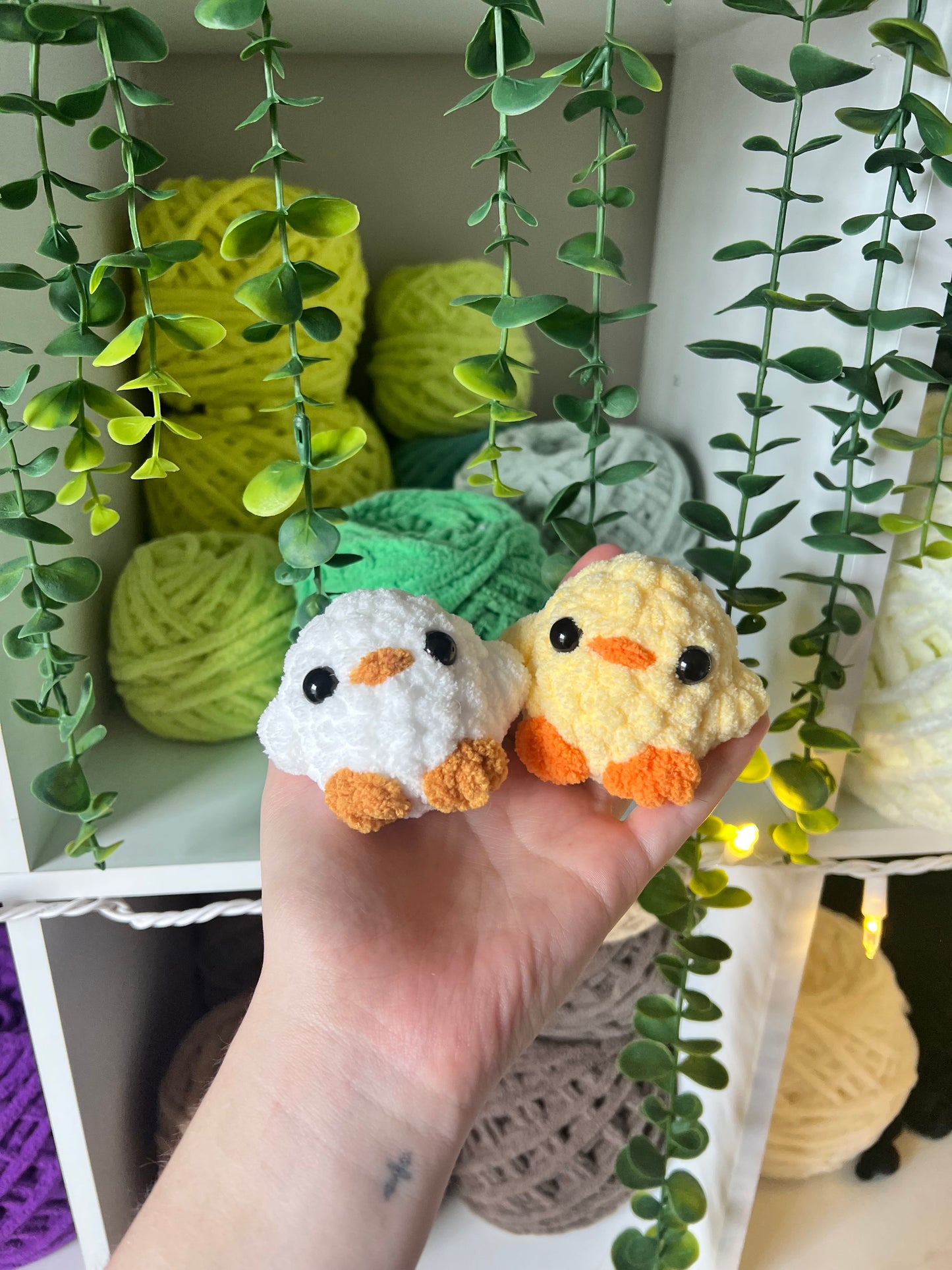 Baby Chicks