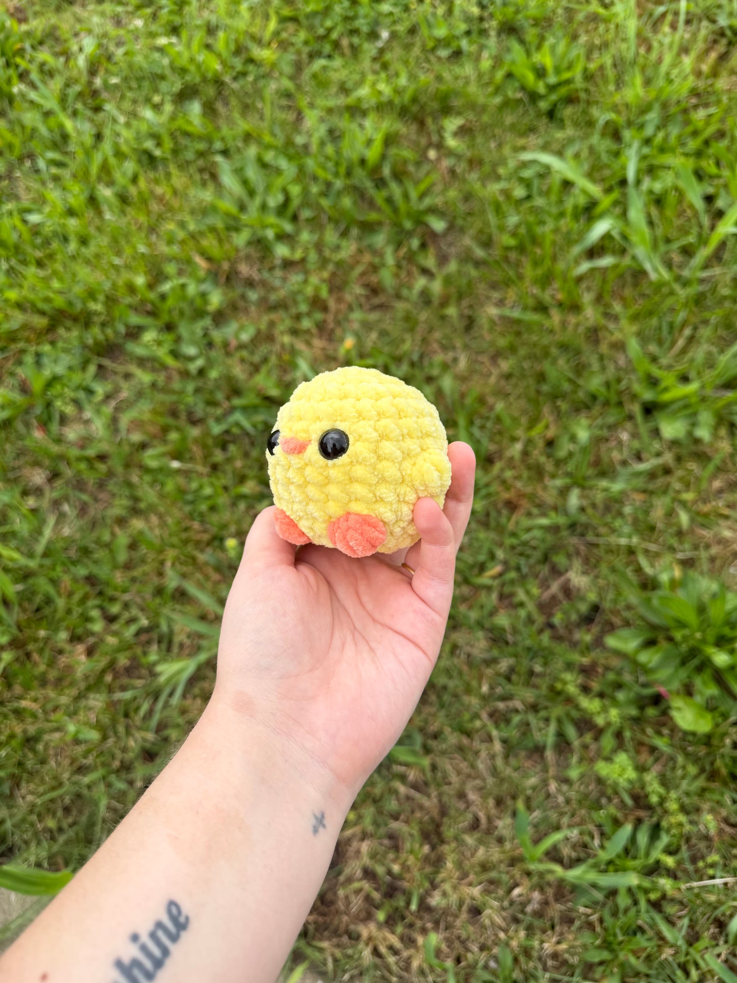 Yellow Chicks