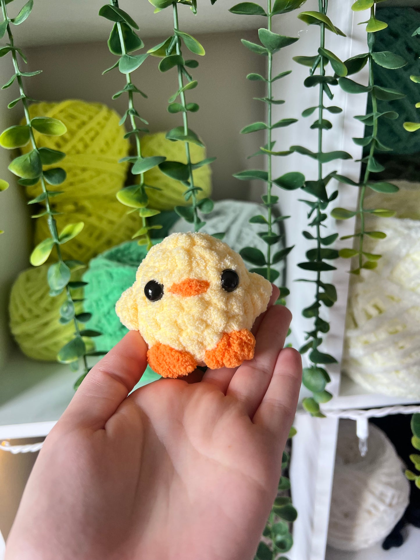 Baby Chicks