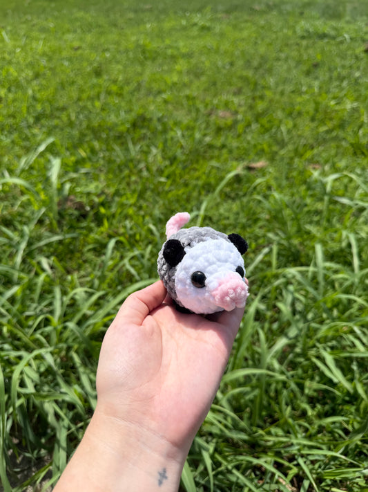 Possum