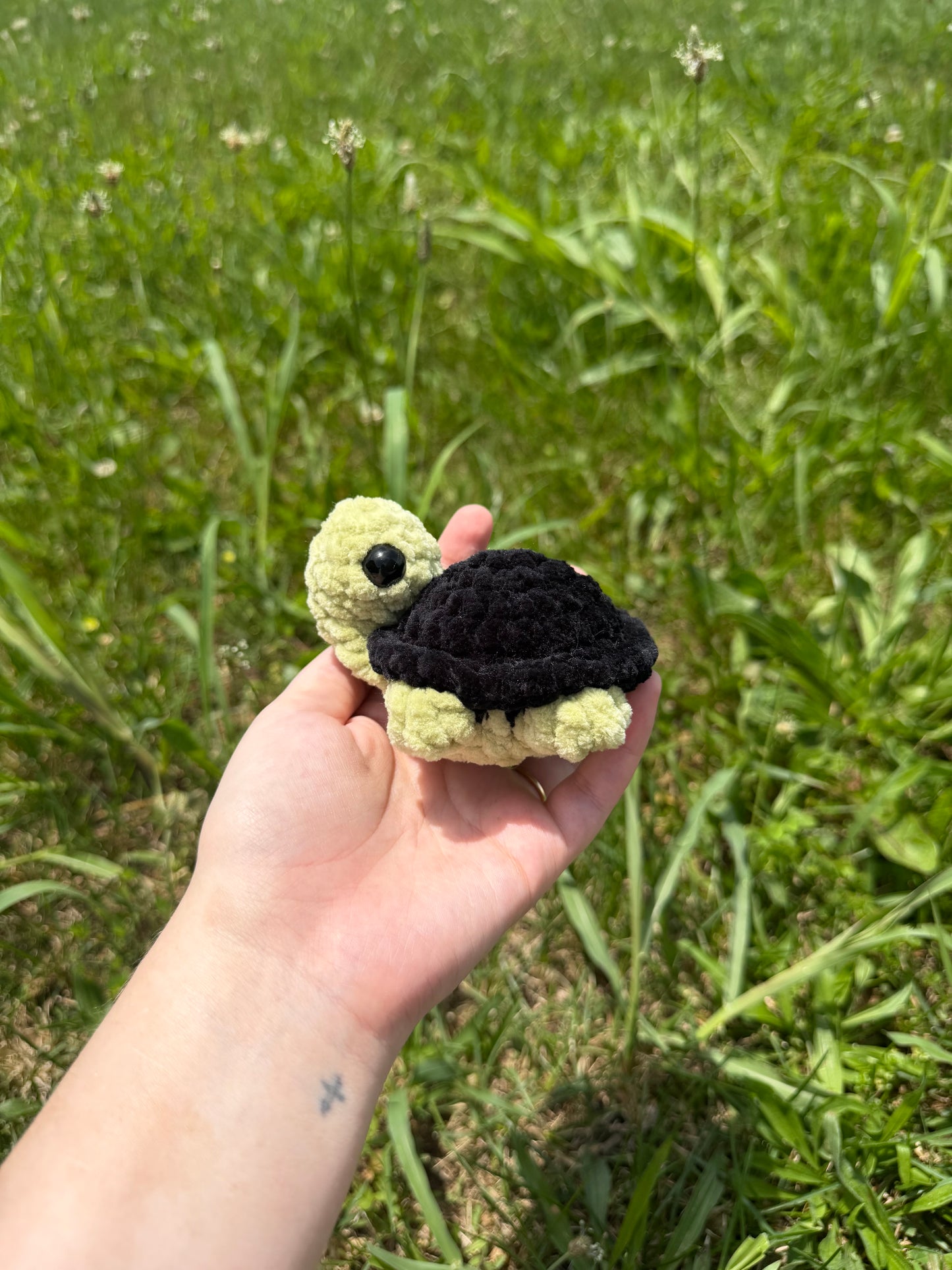 Medium Sized Turtles