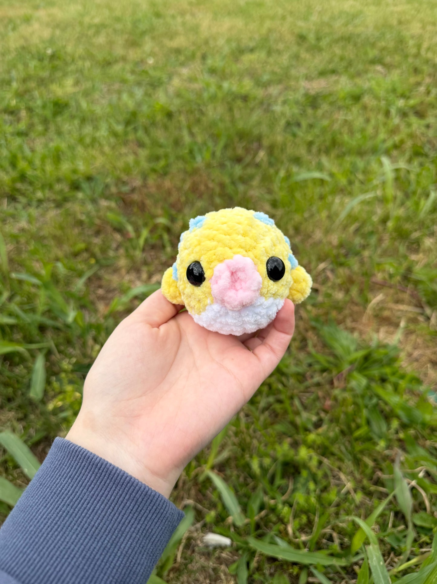 Puffer Fish